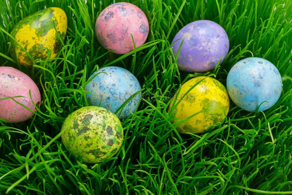 Similar – Colored Easter eggs in a grass