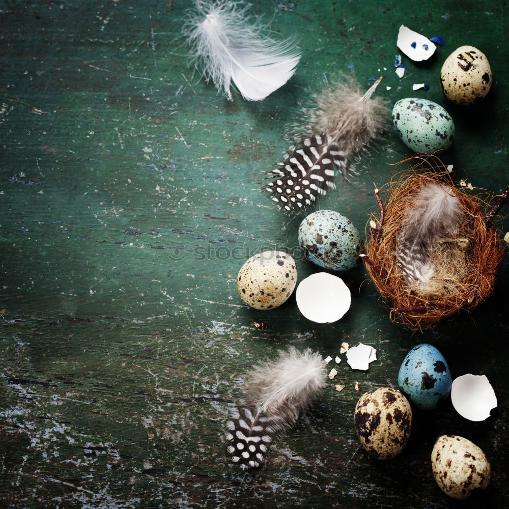 Similar – Osren greeting card mock up with nest and eggs