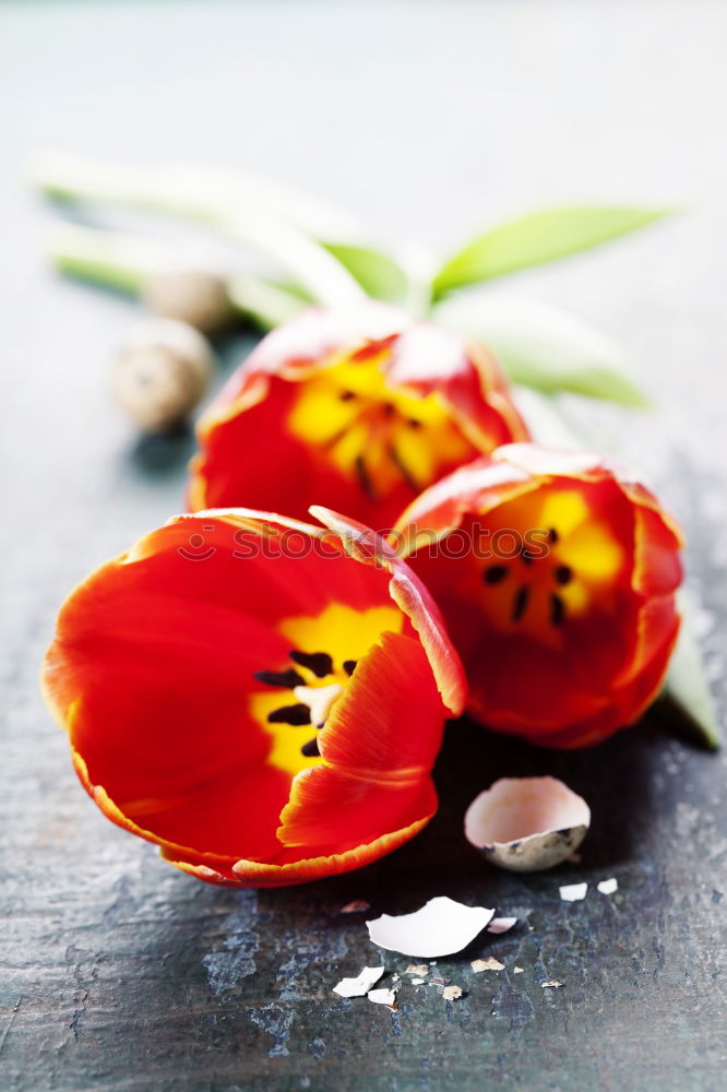 Similar – Pink primroses on red wooden table