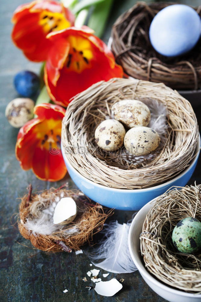 Similar – Image, Stock Photo Easter nest Event Nature