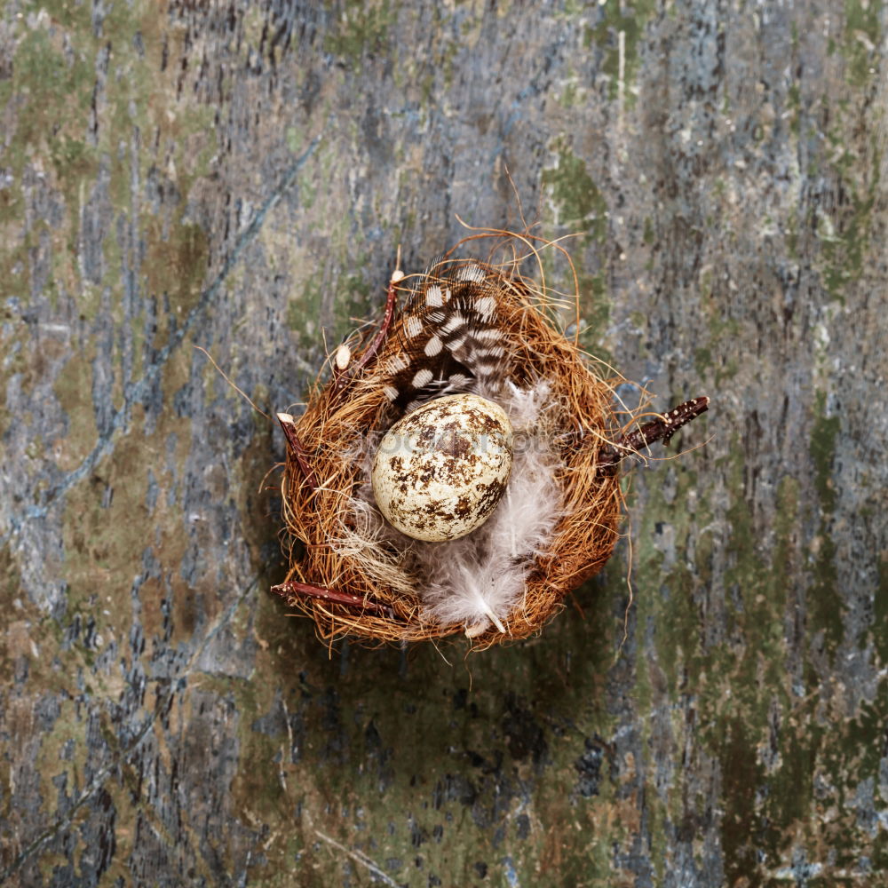 Similar – forest fruits Tree trunk