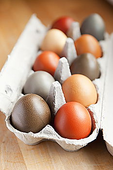 Similar – colorful Easter eggs next to natural brown chicken eggs