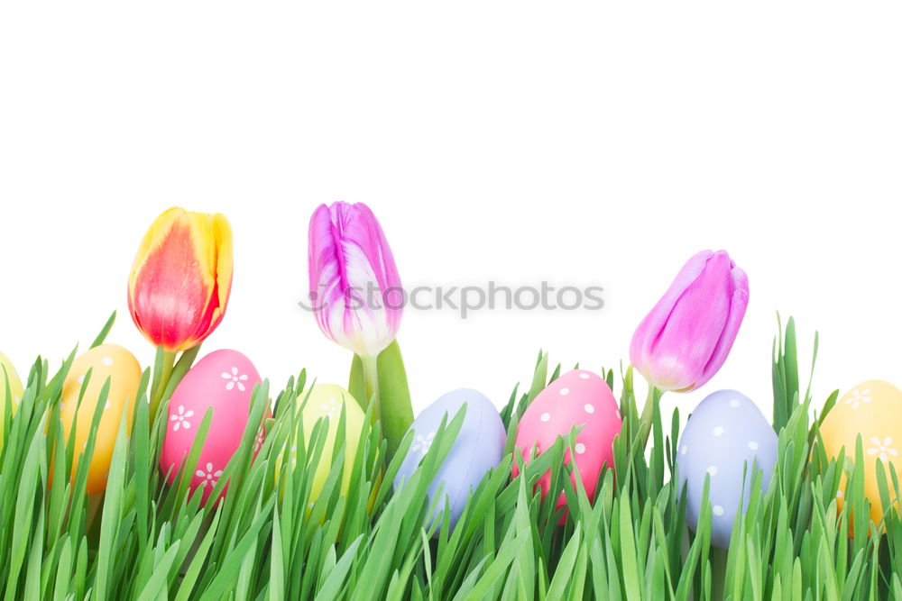 Similar – Image, Stock Photo top of page Tulip