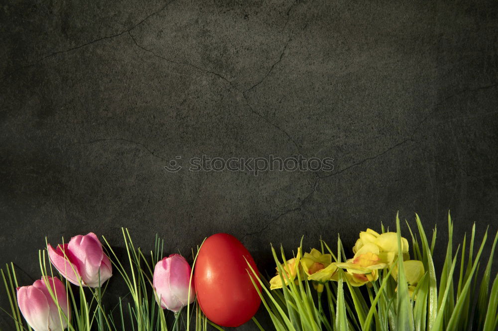 Similar – Image, Stock Photo Tulips from Amsterdam…