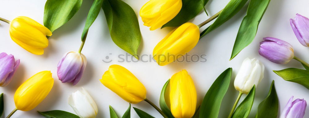 Similar – Foto Bild tulpige sache! Tulpe gelb