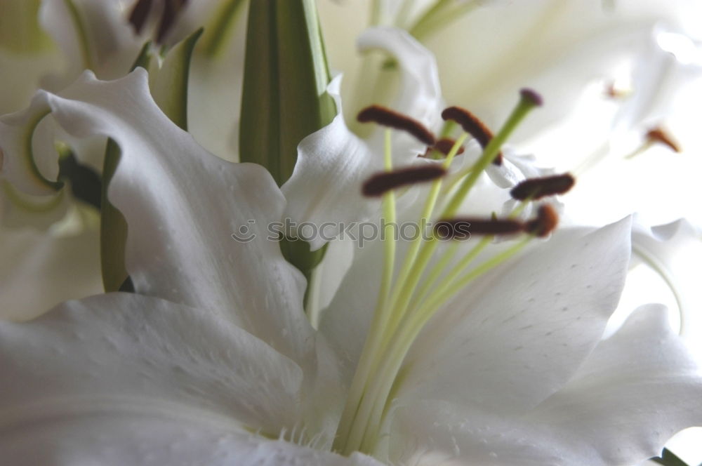 Similar – Image, Stock Photo lily lilies flowers bouquet of flowers