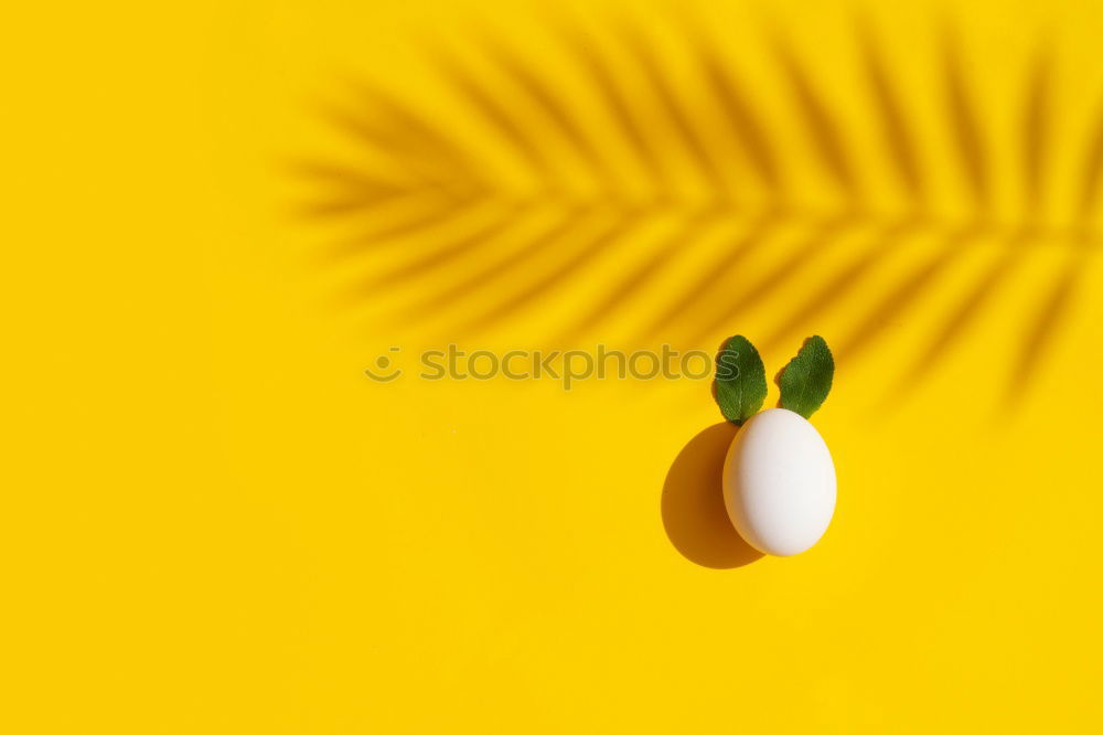 Similar – Image, Stock Photo #S# Hair Loss Food Joy Egg