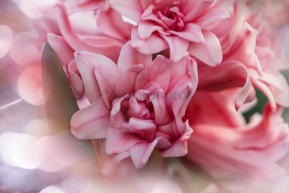 Similar – Foto Bild Rosa Pfingstrosen romantische Blumen Hintergrundbilder