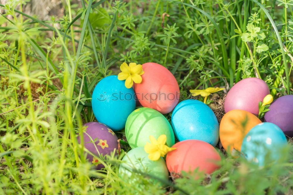 Similar – Colored Easter eggs in a grass