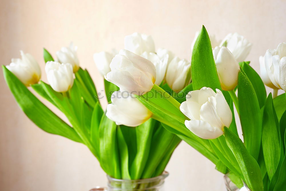 Image, Stock Photo White tulips on the wooden table