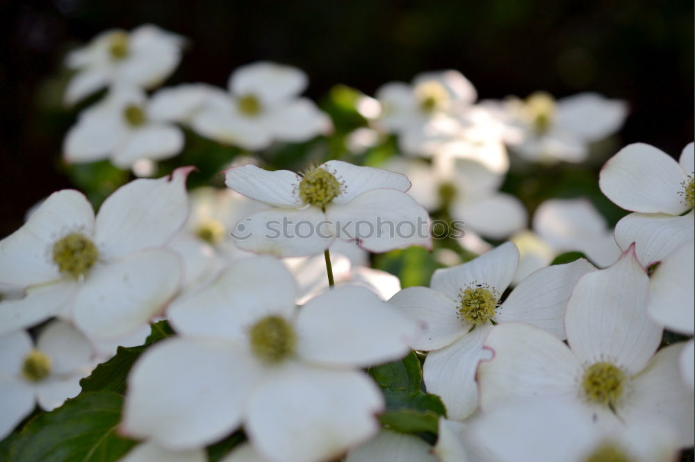 Similar – Image, Stock Photo White sea of flowers