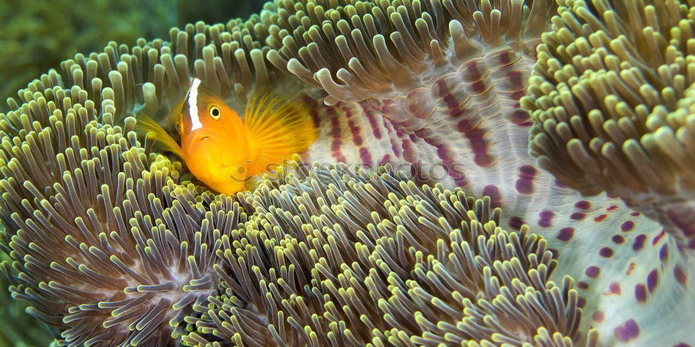 Similar – Foto Bild Nemo Anemonenfische