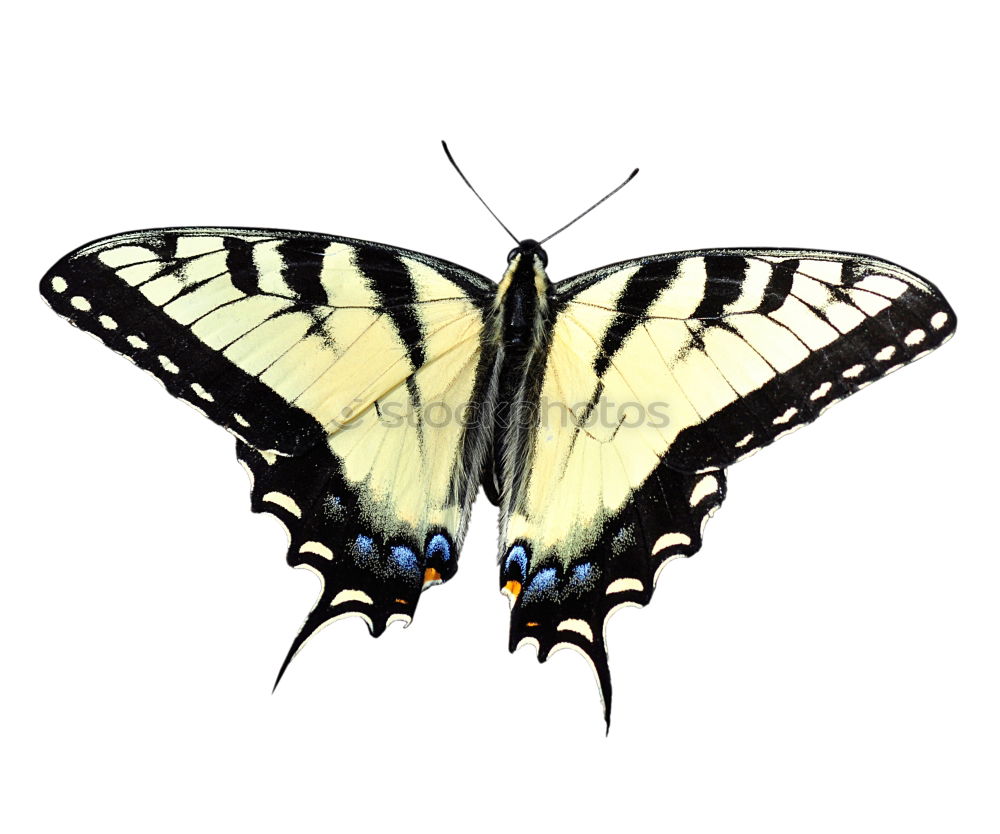 Similar – Swallowtail; Papilio; machaon; Butterfly; Butterfly; Butterfly