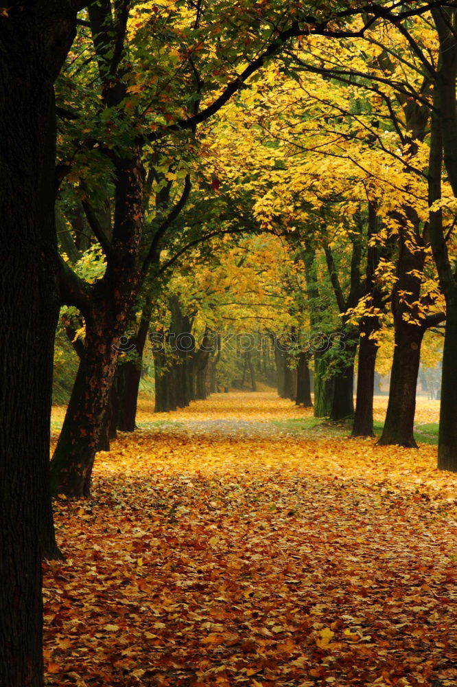 Similar – goldener Herbst Umwelt