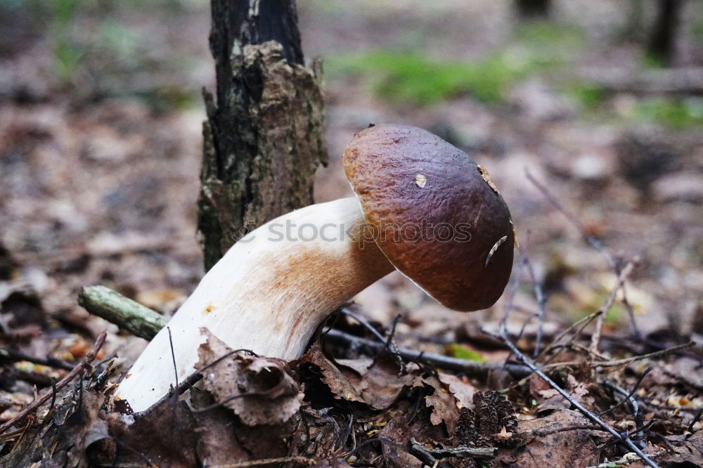 Similar – Nahaufnahme eines Maronenröhrlings am Waldboden mit Regentropfen