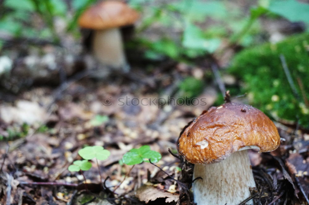 mushroom group Forest