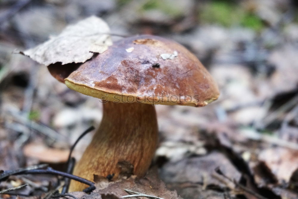 Similar – Image, Stock Photo Chestnut after the rain