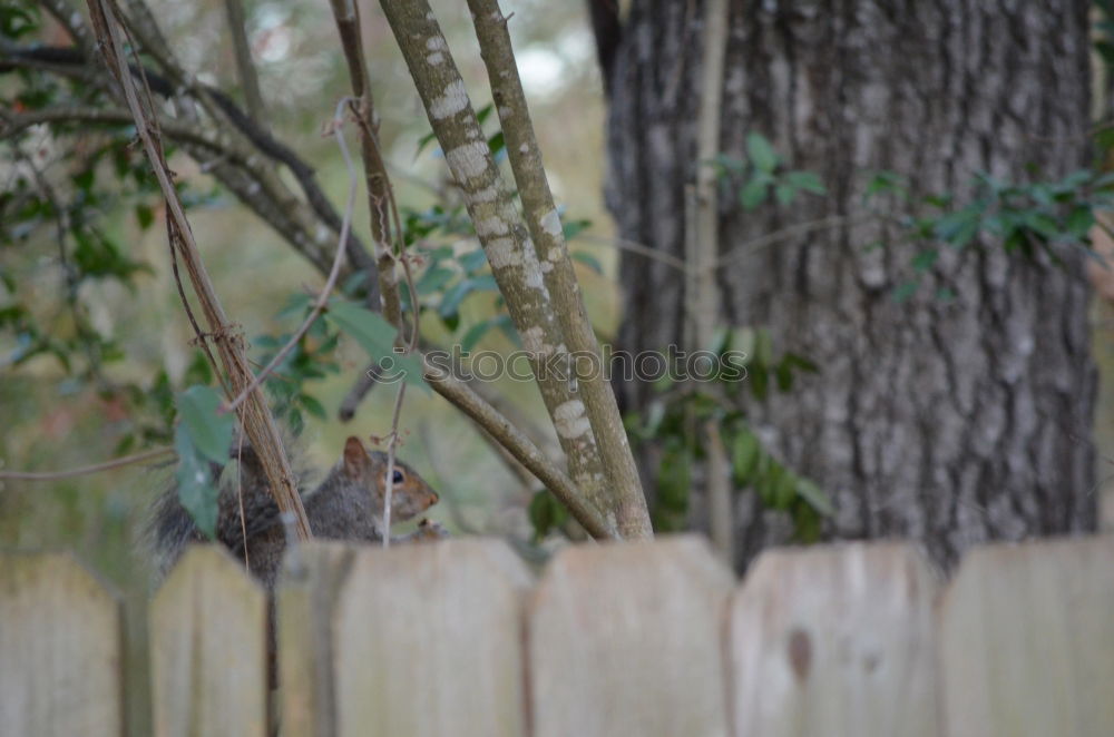 Similar – Image, Stock Photo Curious domestic cat walking on a wooden fence in the backyard