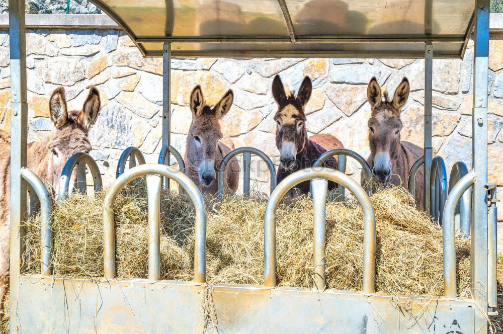 Similar – Bambi Roe deer Enclosure