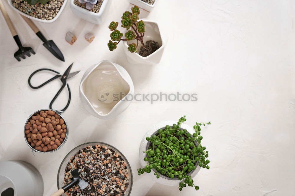 Similar – Salad with tomatoes, cucumber, onion and caramelized nuts