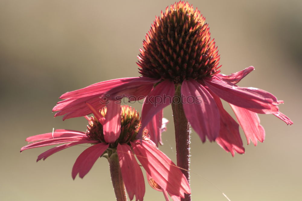 Similar – flower panorama Blossom