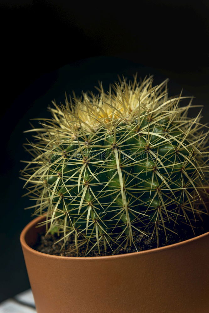 Similar – Image, Stock Photo My little green cactus