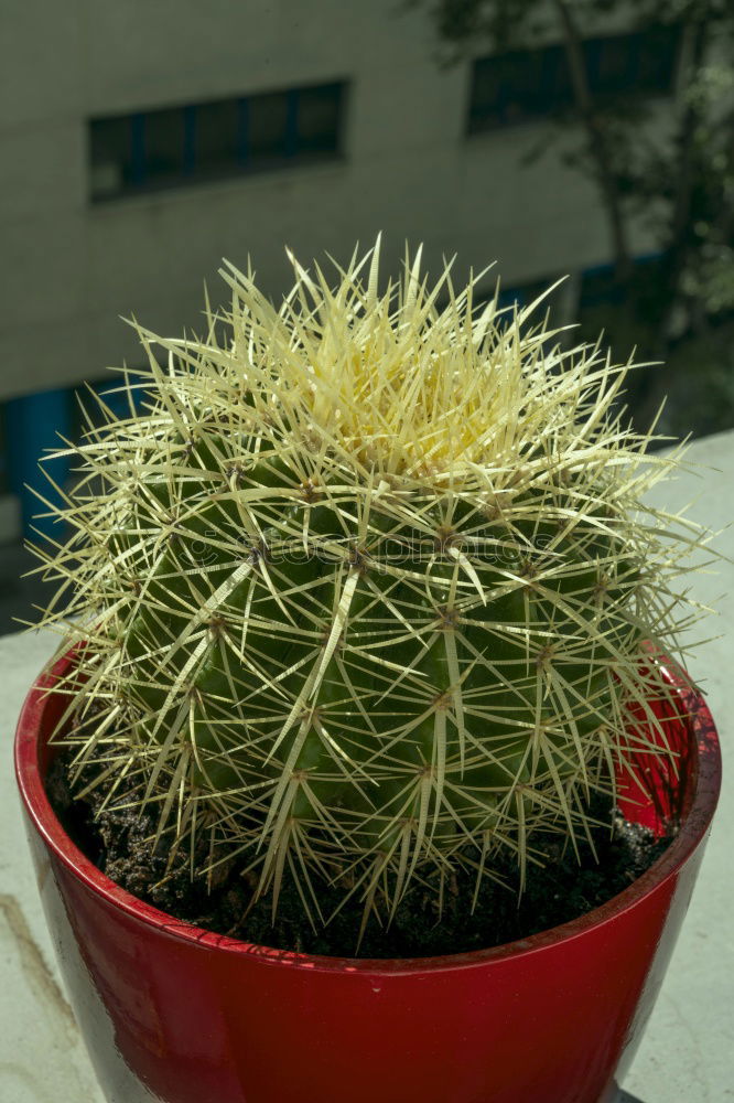 Similar – Image, Stock Photo My little green cactus