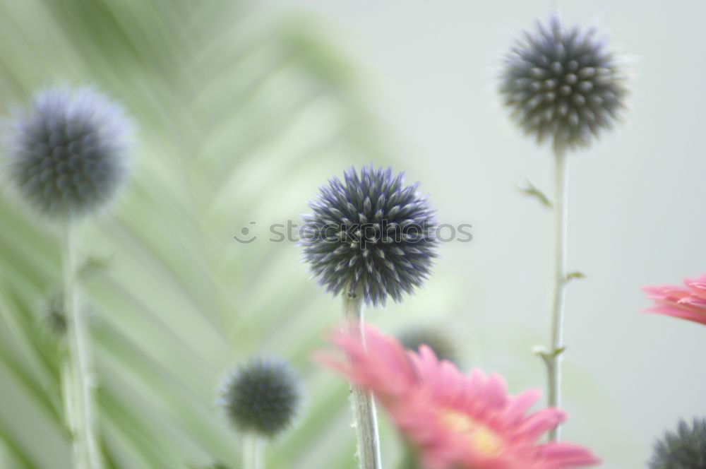 Similar – Image, Stock Photo Beautiful, gaudy meadow full of orange ball amaranth, in shallow depth of field. Romantic fuzzy flower meadow, with many round, poppy, spherical flowers. Flowering, summery, idyllic meadow flowers with green leaves, stems and bokeh.