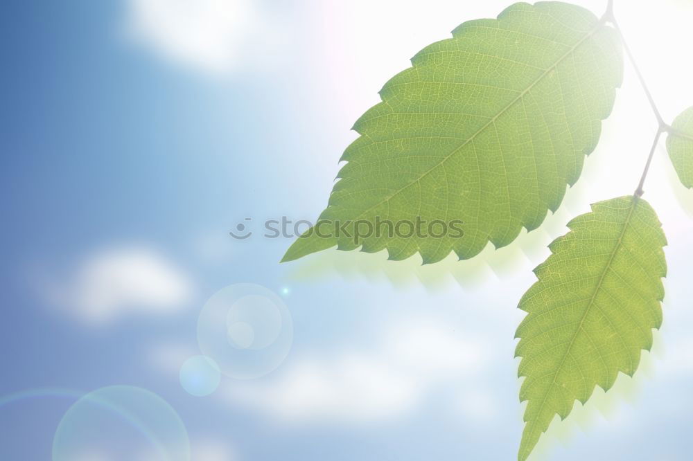 Similar – Image, Stock Photo Summer 2005 Leaf Tom Tom