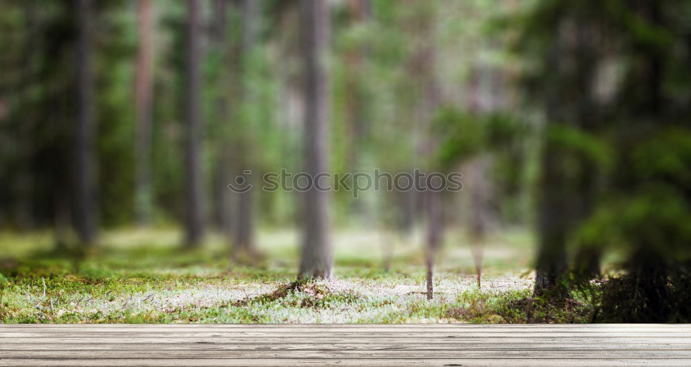 Similar – Hiker in forest with hands up