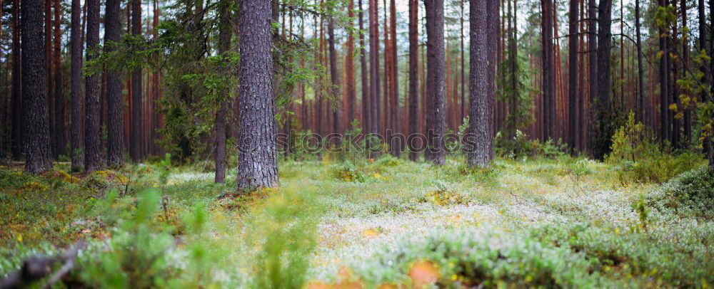 Similar – Image, Stock Photo Finnish Forest