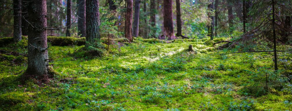 Similar – Image, Stock Photo Swedish Forest Light