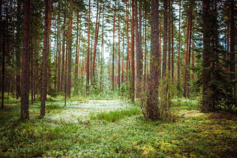 Similar – Image, Stock Photo Finnish Forest