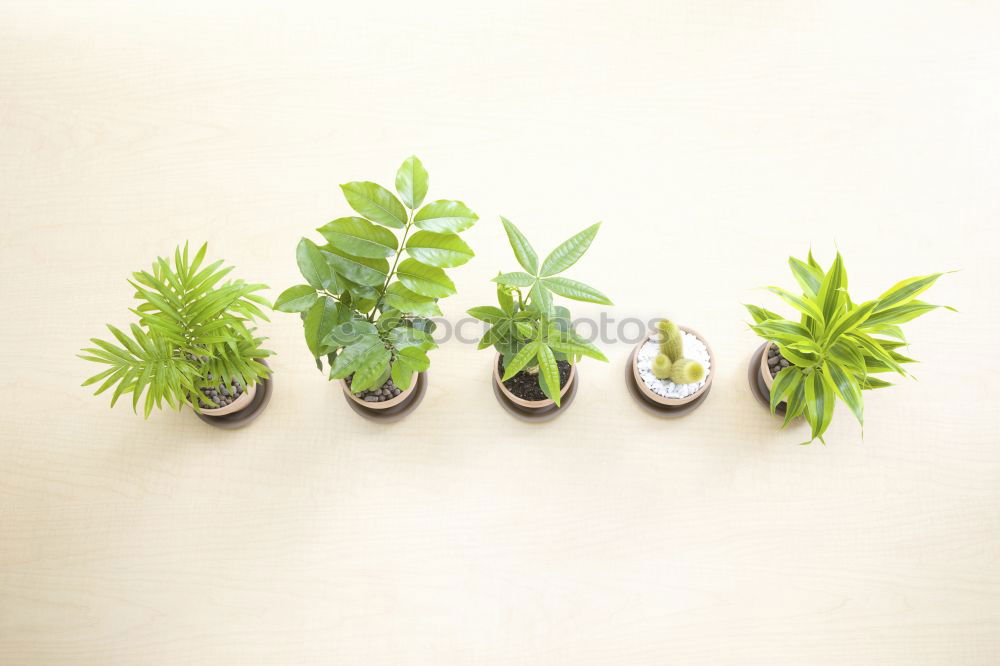 Similar – Image, Stock Photo collection of various conifers and its cones