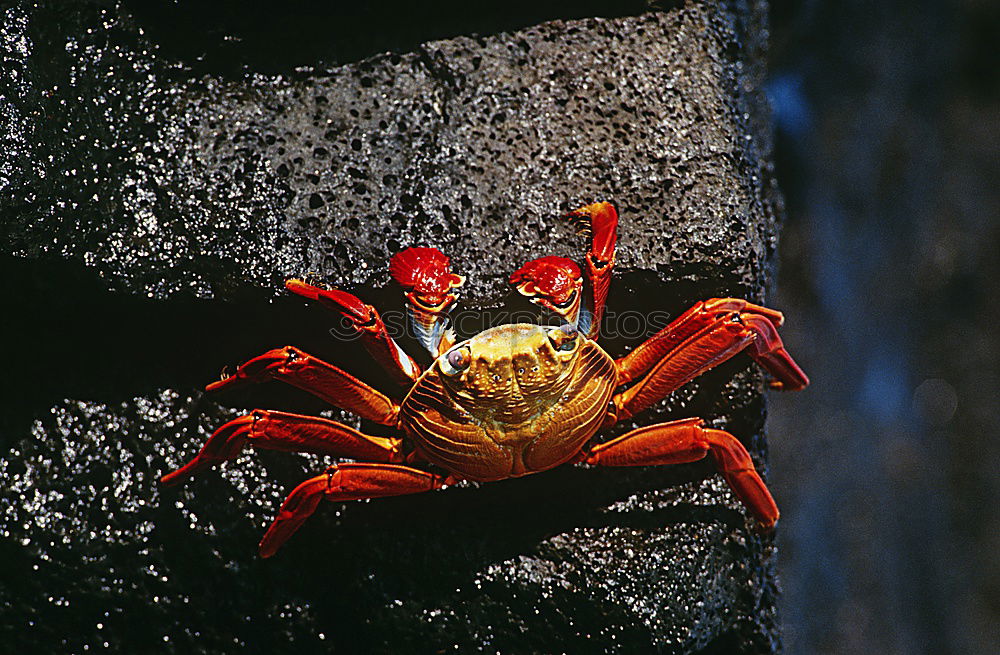 Similar – Red cliff crab Nature