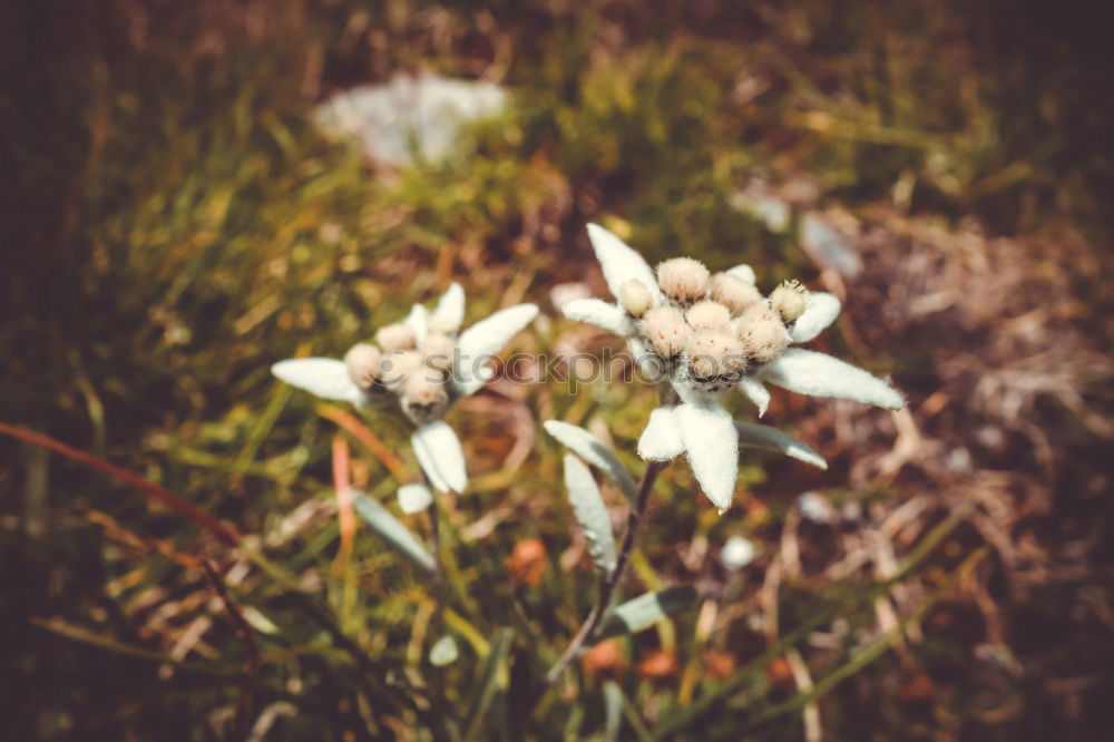 Similar – Schneeglöckchen Blume