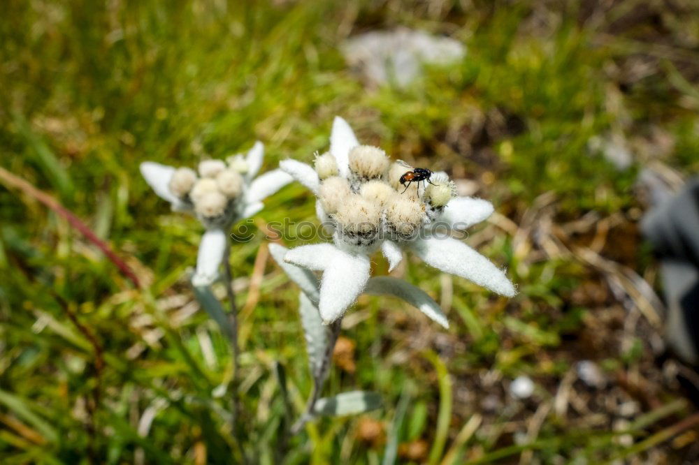 Similar – Foto Bild Edelweiss Gesundheit