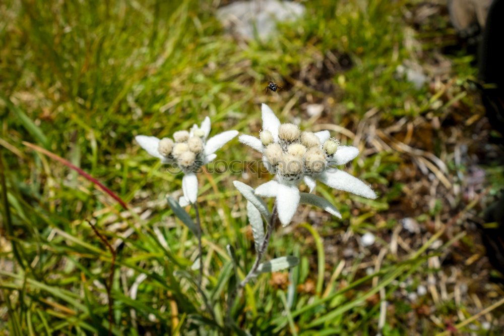 Similar – Blatt einer Frauenmantel-Pflanze mit einem dicken Wassertropfen im Blatt