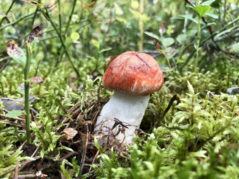 Similar – Image, Stock Photo Mushrooms on trunk Eifel