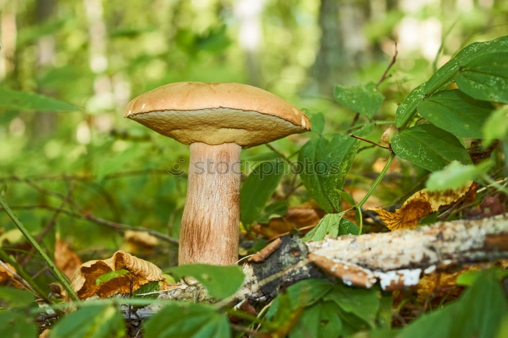 Similar – Image, Stock Photo mushroom season Life Plant