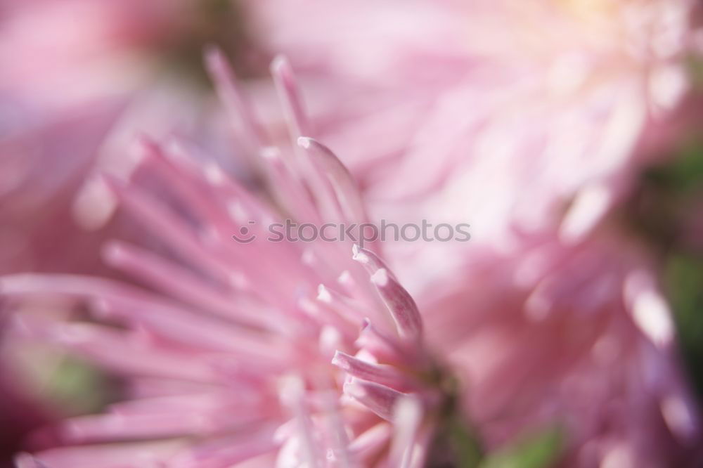 Similar – Foto Bild Pink Flower Blume rosa