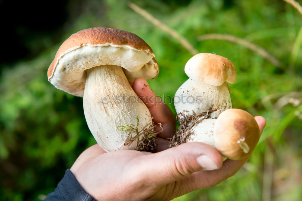 Image, Stock Photo Edible fresh mushrooms boletus edulis in a hand