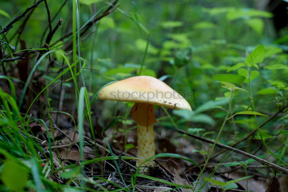 Similar – Image, Stock Photo Chestnut during sunbathing