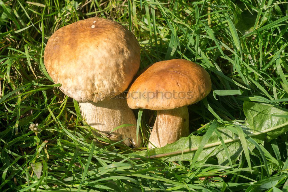 Similar – Image, Stock Photo 3 Boletus Leaf Forest