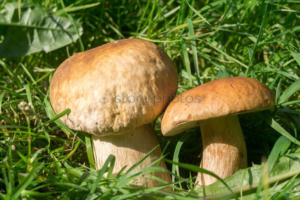 Image, Stock Photo 3 Boletus Leaf Forest