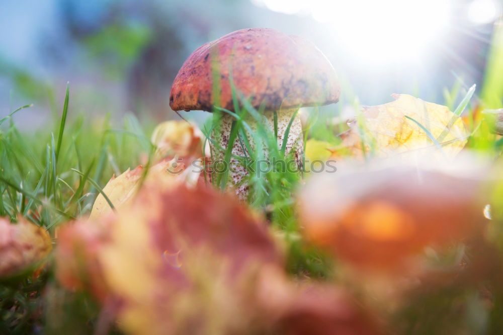 Similar – red caps Mushroom