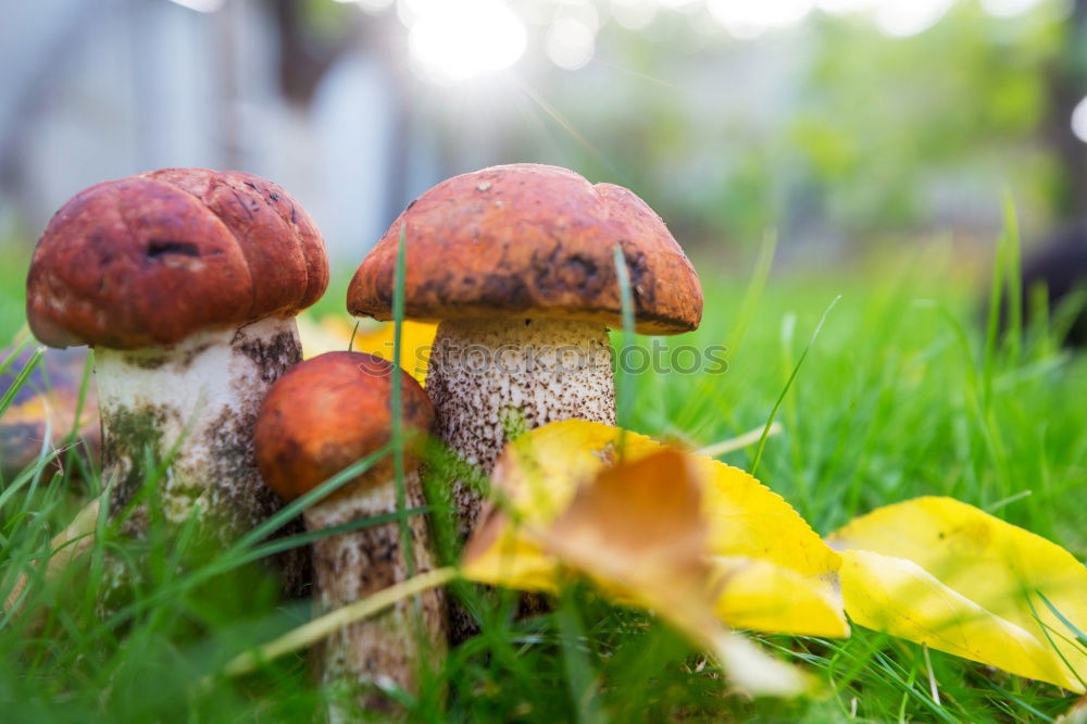 Similar – red caps Mushroom