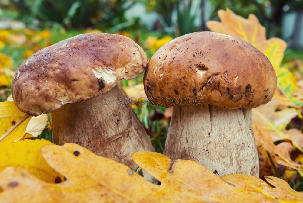 Similar – Image, Stock Photo 3 Boletus Leaf Forest