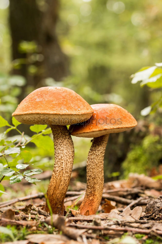 Similar – Image, Stock Photo chestnut boletus Mushroom