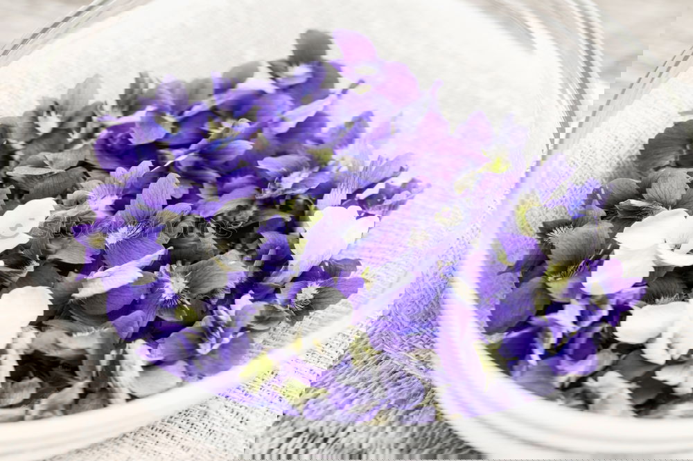 Similar – Image, Stock Photo purple flowers Blossom
